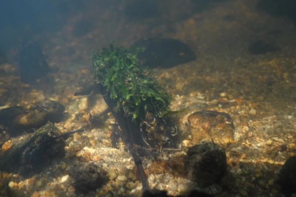 La mulette perlière est un mollusque bivalve d'eau douce, présente dans 27 rivières de Bretagne