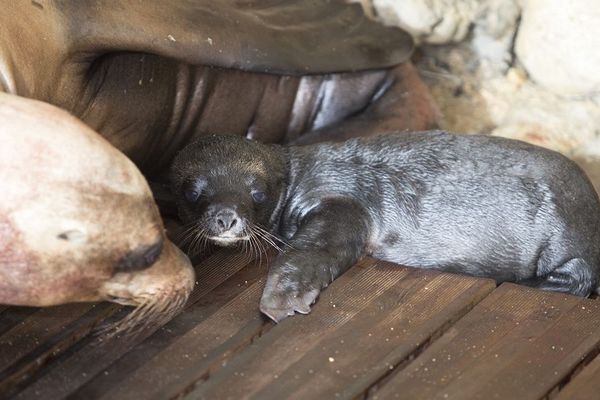 Selon le Parc, le bébé pèse aux alentours de 8 kilos et se porte bien.