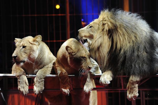 Numéro de fauves au Cirque d'Hiver à Paris, en 2010. 