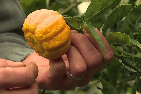 Le Yuzu, originaire du japon, est en pleine maturité en cette période de l'année