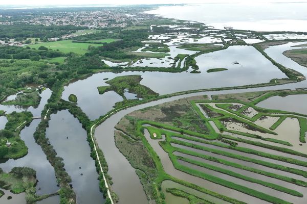 Le parc ornithologique du Teich offre un véritable havre de paix pour les oiseaux marins du Bassin d'Arcachon.