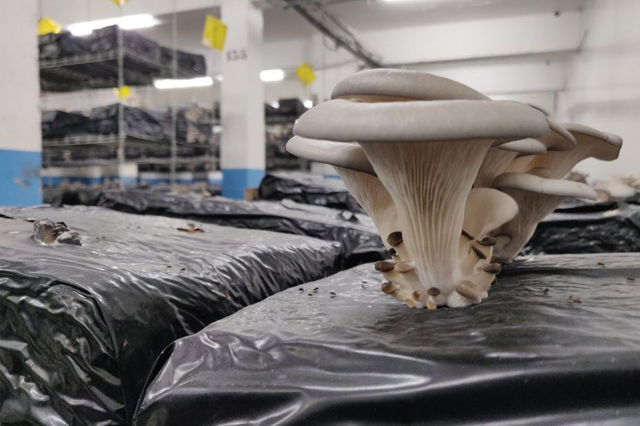 in Paris, the underground mushroom farm continues its development