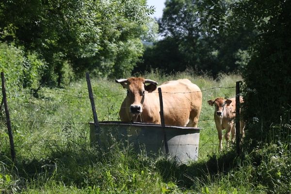 Les vaches parthenaises bénéficient d'un bocage protecteur qui s'est constitué dans les années 1900 chez Yann Liaigre, éleveur bio dans les Deux-Sèvres.