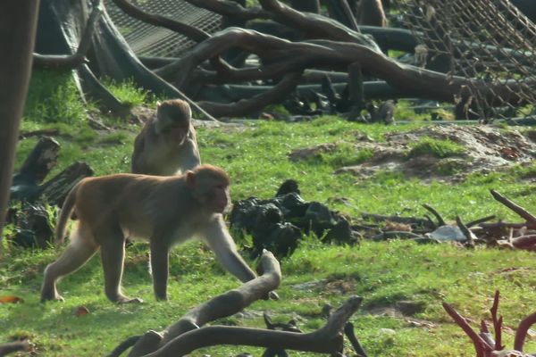 Un singe s'était échappé de son enclos, il aura fallu cinq jours pour le retrouver.