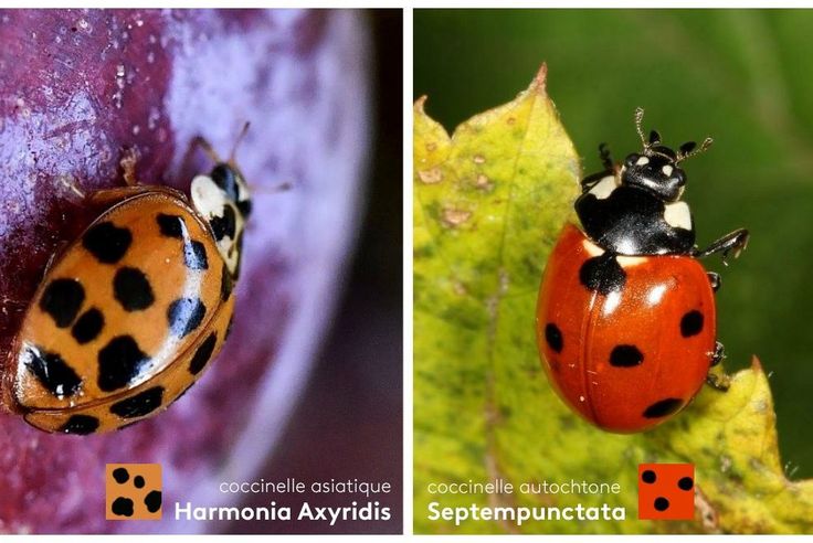 Faut Il Se Mefier Des Coccinelles Asiatiques