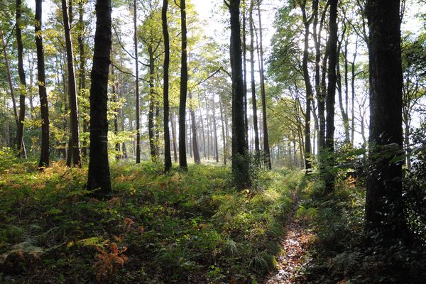 La forêt de Desvres, dans le Pas-de-Calais.