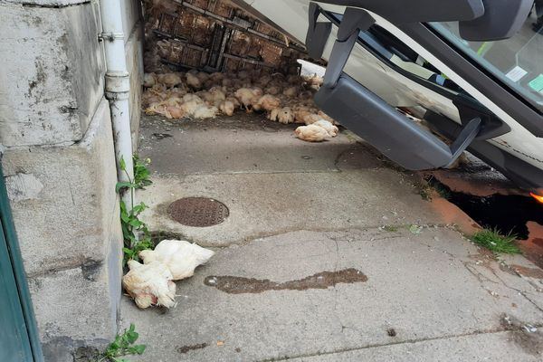 Le camion finit sa course contre les immeubles, les 7000 poulets vivants à son bord aussi