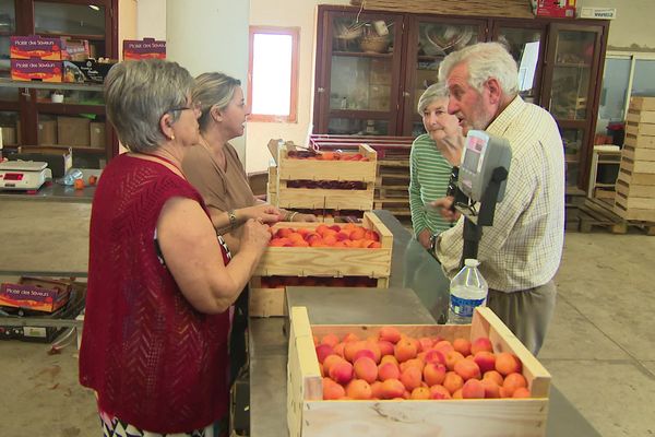 Dans le Gard, une vente d’abricots refusés par les grossistes a attiré les foules