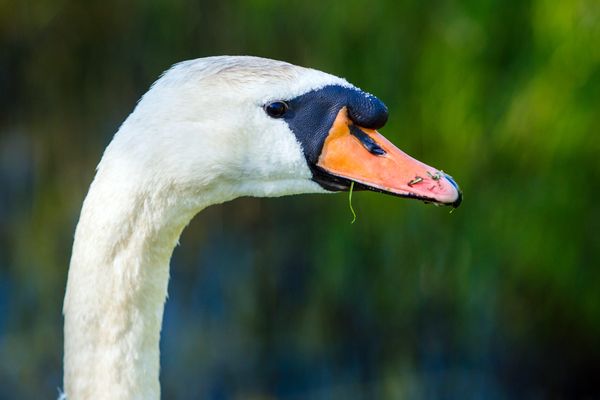 Un cygne sauvage a été retrouvé mort à Bragues en Isère. Il était positif au virus de l’influenza aviaire, hautement pathogène.