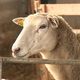 Une quinzaine de foyers de la fièvre catarrhale ovine se sont développés dans les Landes où l'épidémie fait rage, faute de vaccins. Les éleveurs se regroupent en collectif pour réclamer de l'aide.