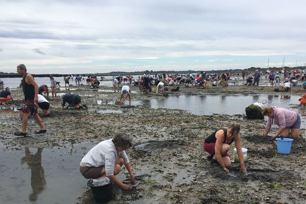 Les grandes marées estivales sont, pour les amateurs venus nombreux, l'occasion de pratiquer la pêche à pied.