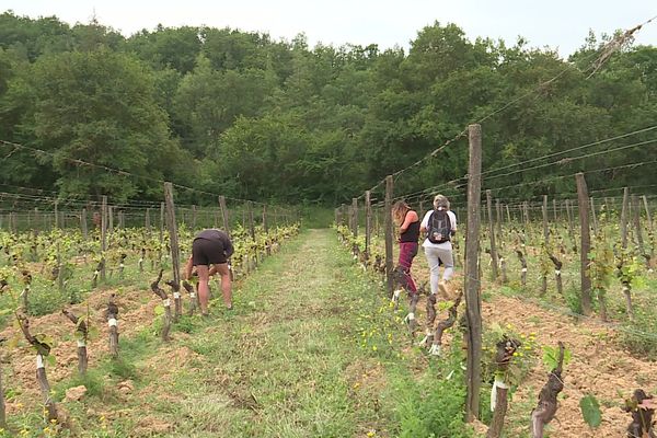 Les agriculteurs qui s'occupent de ces parcelles de vignes, jamais traitées, sont récompensées financièrement