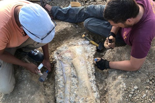 Un fémur de titanosaure d'un 1,70 m découvert lors des fouilles, à côté de l'un des membres de l'association.