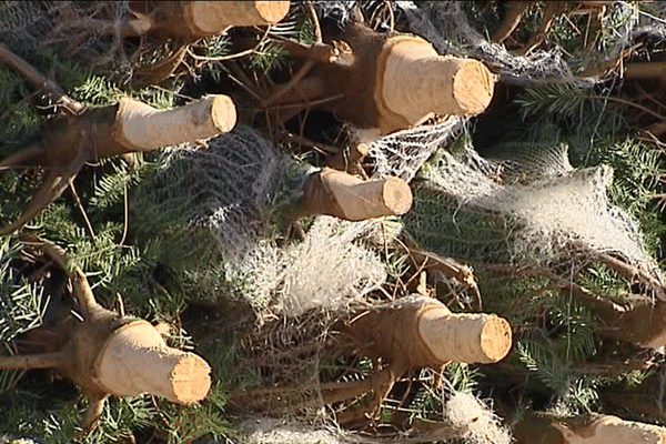 Les sapins coupés sont mis en filet. Leurs pieds fraisés pour tenir sur les bûches support.
Ils sont ensuite "aiguillés" vers la grande distribution. 