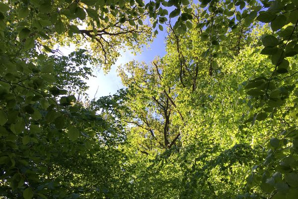 La forêt du Gâvree, Loire-Atlantique.