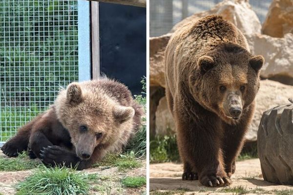 Tanie et Lugo, les deux ours recueillis par le zoo-refuge La Tanière, arrivés à Juraparc cette semaine.