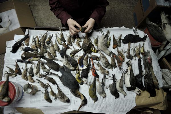 A Nice, plus de 1000 oiseaux empaillés et congelés ont été retrouvés dans la maison d'un particulier 