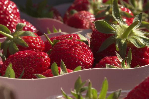 La 49eme édition de la fête des fraises de Carros a remporté un franc succès.