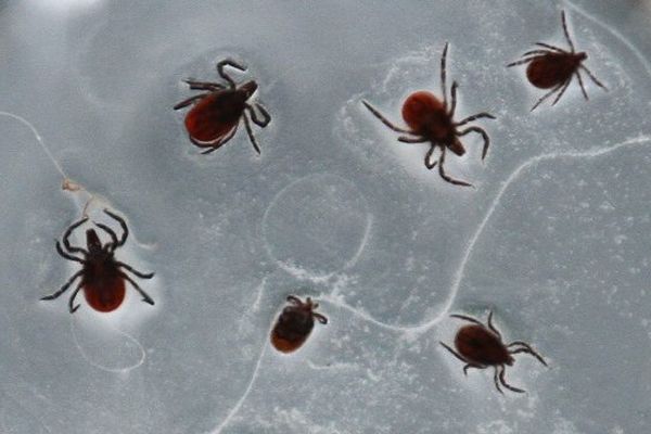 La borreliose, communément appelée maladie de Lyme, est transmise par les tiques. 