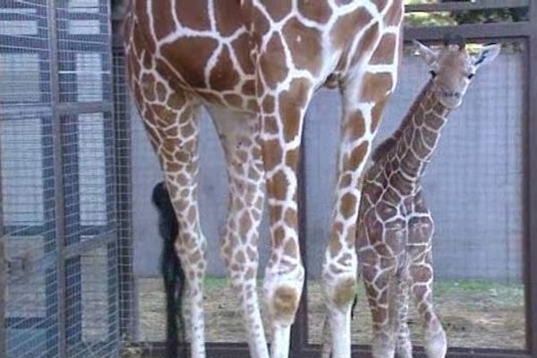 La jeune girafe le 29 décembre 2015 à la réserve de Sigean (Aude)