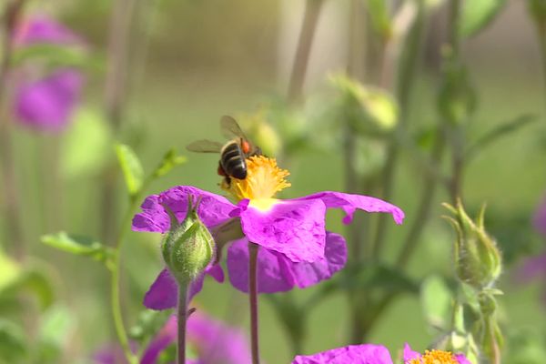 La moitié des allergies au printemps est causée par les pollens.