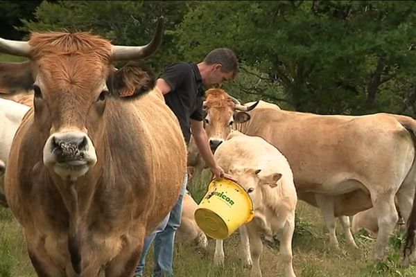 Vaches "Fleur d'Aubrac" chez un éleveur des Bondons (Lozère)