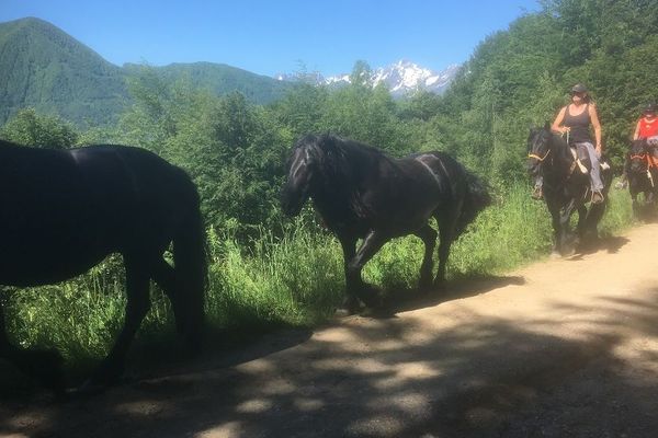 Trois jours de transhumances pour les Mérens du haras Picard du Sant.