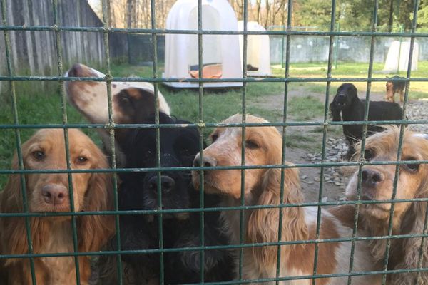 La 50aine de chiens a été placée à la SPA de la Haute-Vienne, après la saisie des animaux dans un élevage non autorisé de Peyrat-Le-Château où ils étaient laissés à l'abandon