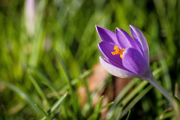 Un crocus, fleur de printemps.