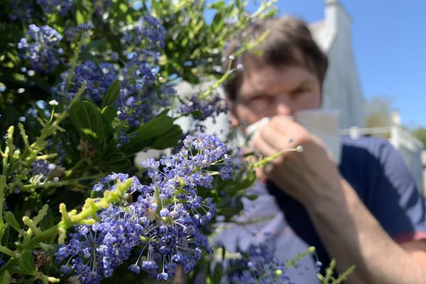 La Bretagne affiche cette année une concentration en pollens plus forte qu'en 2019 à la même période