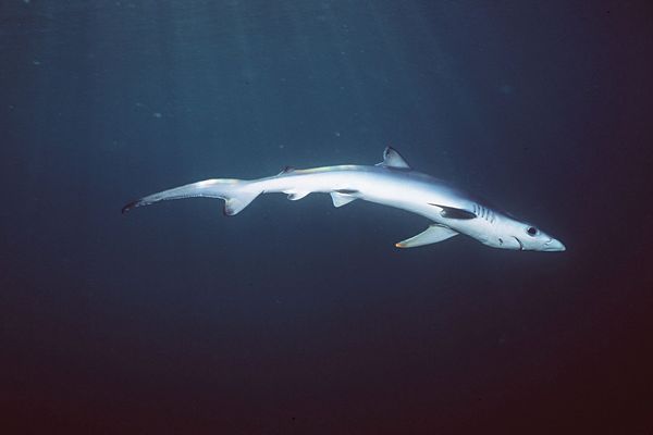 En Méditerranée, ler equin à peau bleue est danger "critique" d'extinction tout comme le requin blanc et le requin-marteau