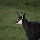 Le chamois est désormais présent dans le massif du Morvan