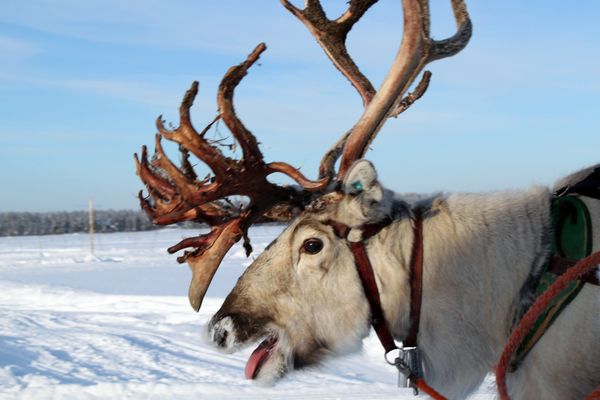 Reindeer close-up
