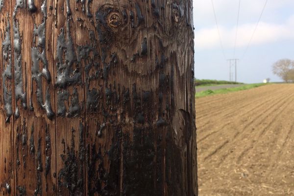 la créosote: Une substance noire qui recouvre tous les poteaux en bois du réseau de distribution d'électricité. La créosote qui est reconnue cancérigène depuis quelques années...