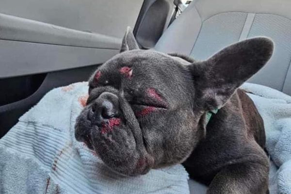 La photo d'un chien blessé s'affiche en Une d'un groupe Facebook. "Si quelqu'un cherche ce gentil garçon, il l'a trouvé allongé sur la route latérale". Malheureusement, tout cela est faux.