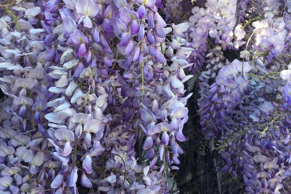 Glycine en fleurs à Montpellier (mars 2019)