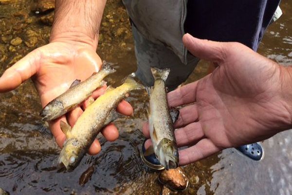 Depuis le 28 juillet, les garde-pêche de Haute-Loire ne cessent de ramasser des jeunes truites mortes avec leur épuisette dans la rivière Dunière.