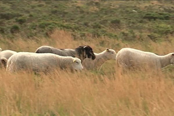 Des brebis dans les landes de Menez-Hom.