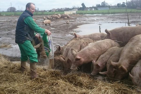 L'élevage de porcs bio de Xavier Pillet en Charente-Maritime.