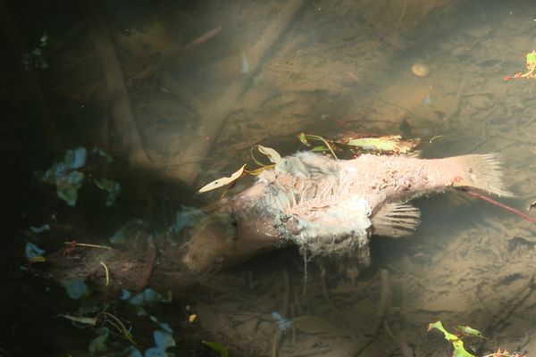 En juin 2022, des habitants de Recologne avaient découvert des centaines de poissons morts dans la Noironte, petit affluent de la Saône