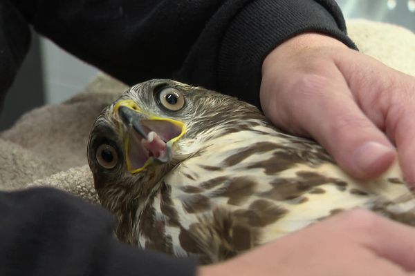 Le centre de soins ne récupère que les animaux blessés par l'humain, comme cette chouette.