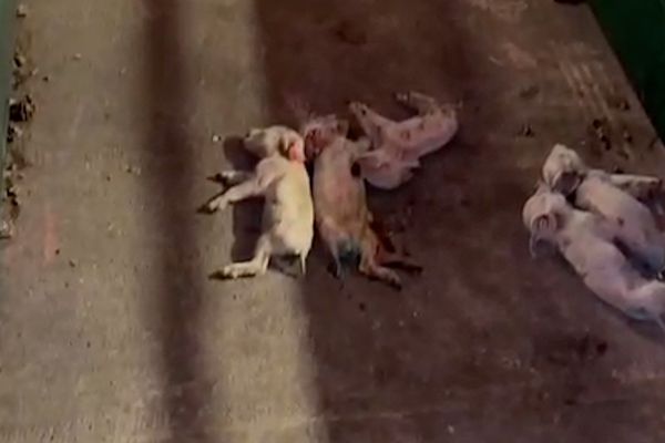 Des cadavres de porcelets entassés dans un élevage dans les Landes.