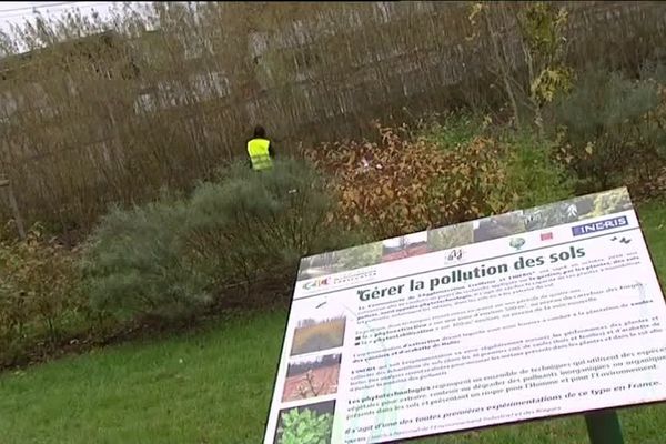 La dépollution des sols grâce aux plantes