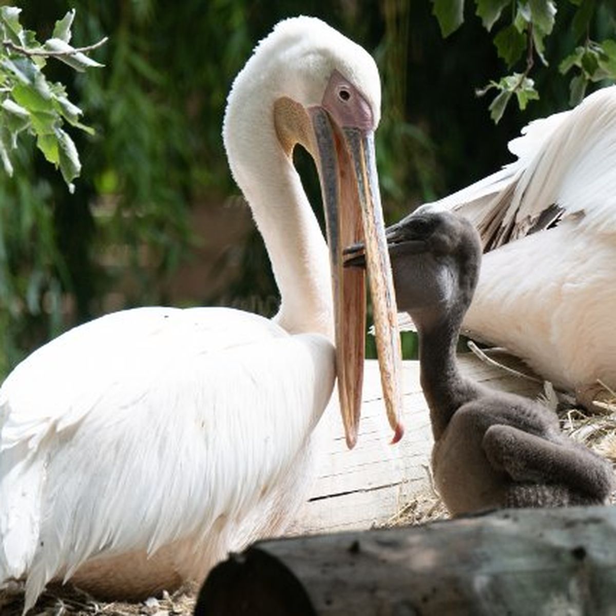 Narbonne : une météo des oiseaux pour les sports nature