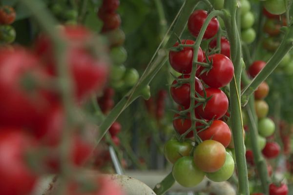 La Bretagne a expérimenté plusieurs variétés de tomates.