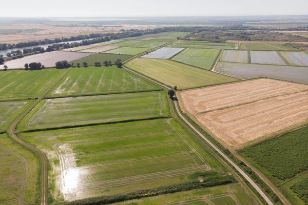 Les rizières  de Camargue sont menacées par la salinisation.