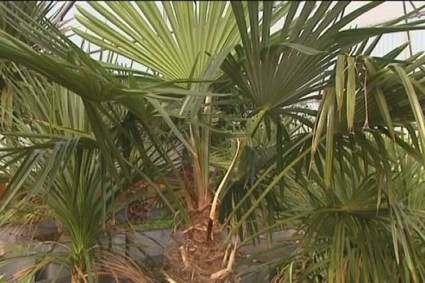 Vesoul et ses célèbres palmiers, comme sur la croisette