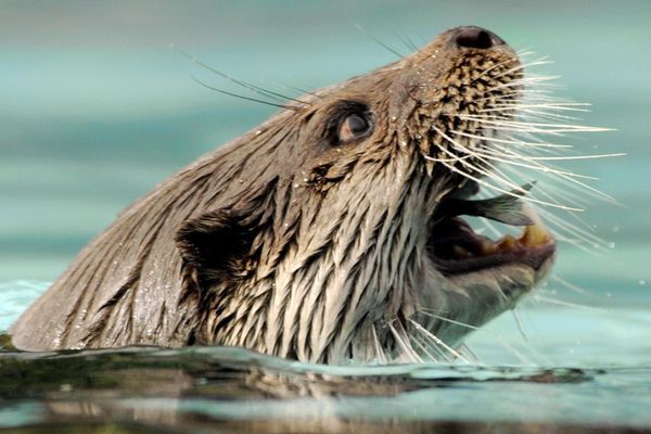 La loutre est bien présente sur le versant de l'Orne entre Caen et Argentan.