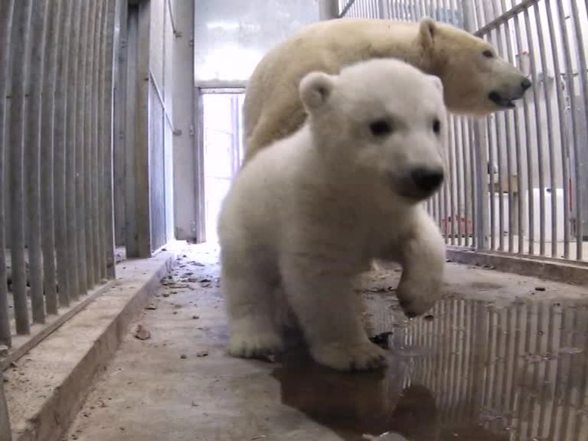 Le Petit Ours Blanc Du Zoo De Mulhouse A Fait Ses Premiers Pas