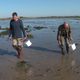 Armés de seau et de pioches, les pêcheurs à pied profitent de la marée basse